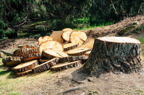 How Our Tree Care Process Works  in  Interlaken, CA